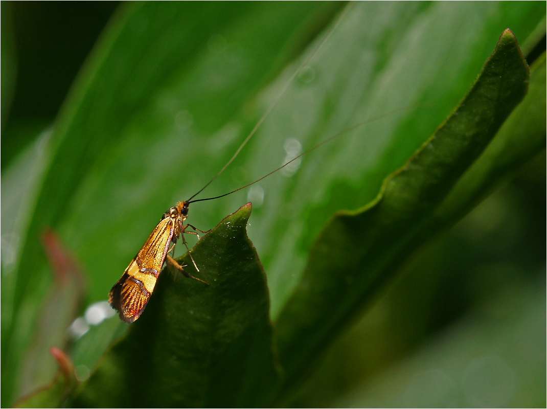 Nemophora degeerella - Длинноуска опоясанная