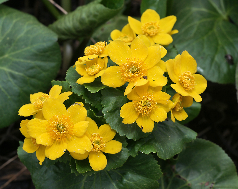 Caltha palustris - Калужница болотная.