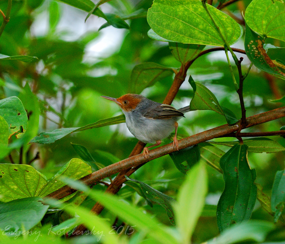 Red-headed Tailorbird