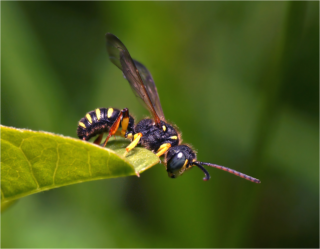 Cerceris sp.- оса