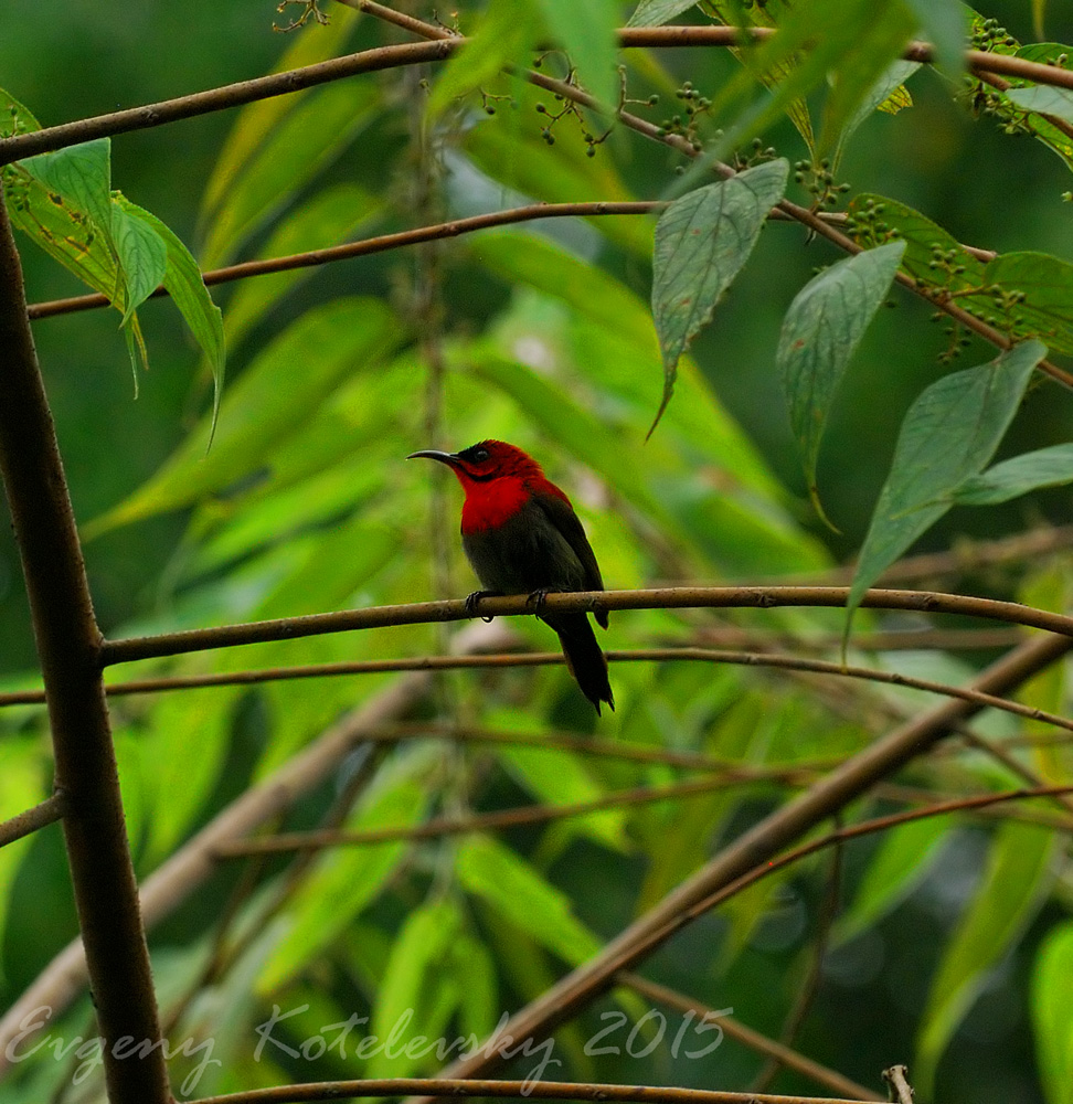 Eastern Crimson Sunbird