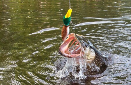 &amp;quot;Охота на уток&amp;quot;.