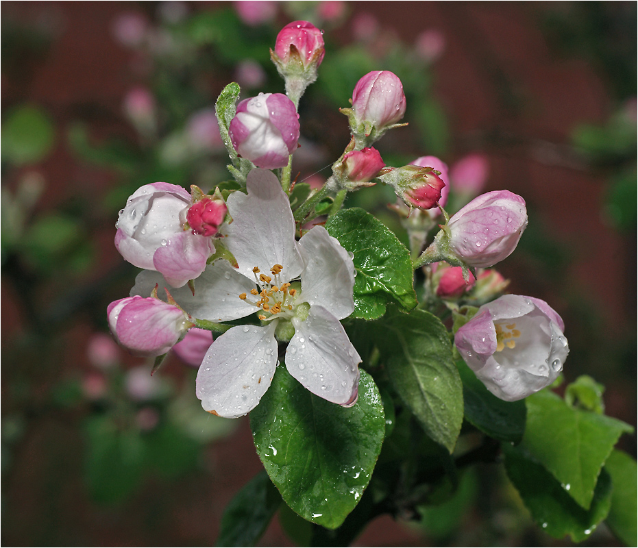 Malus domestica - Яблоня домашняя