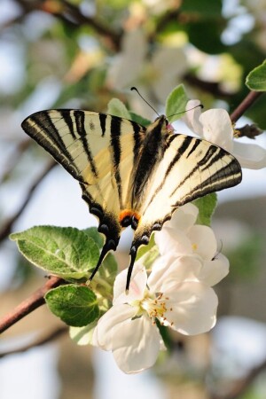Бабочка на цветущей яблоне
