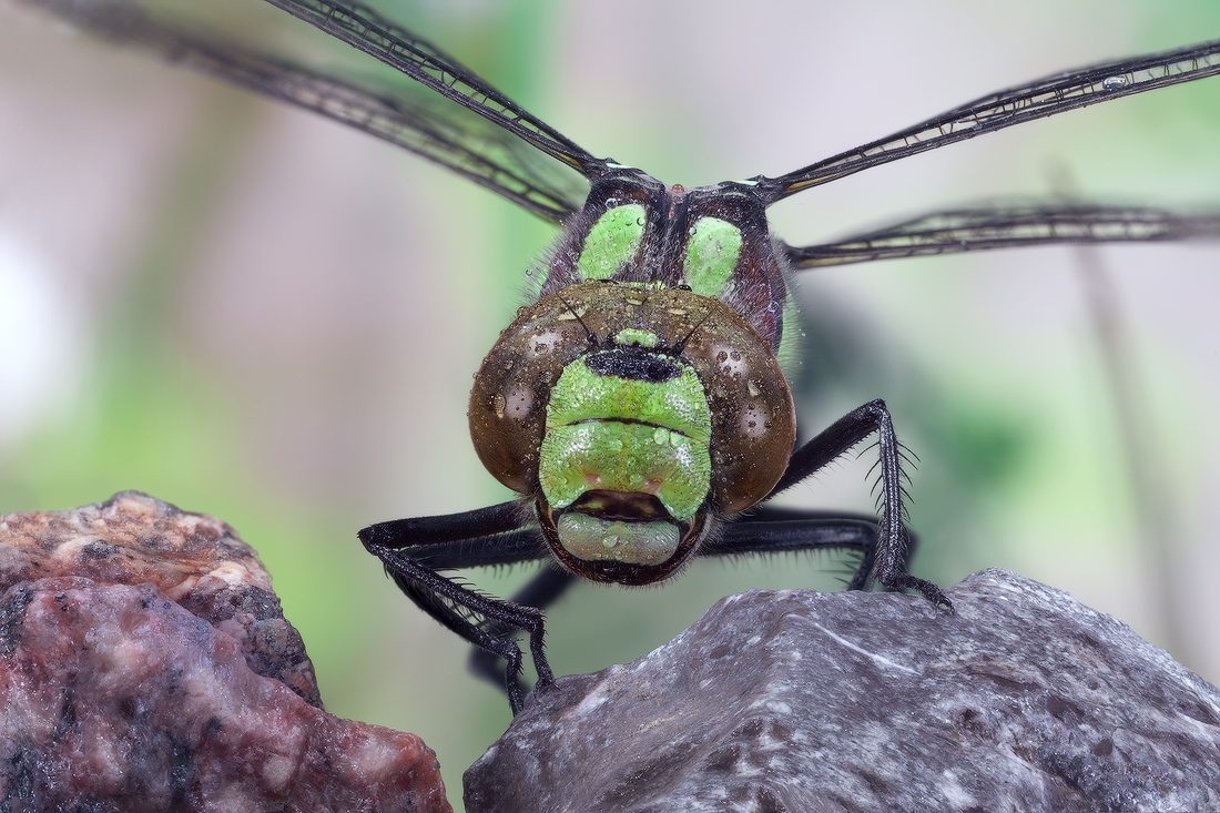 Anax imperator