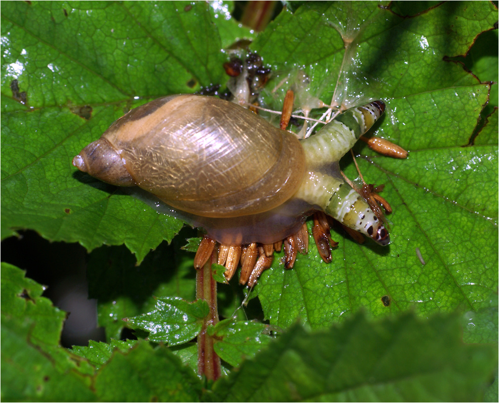 Улитка Янтарка - Succinea putris.