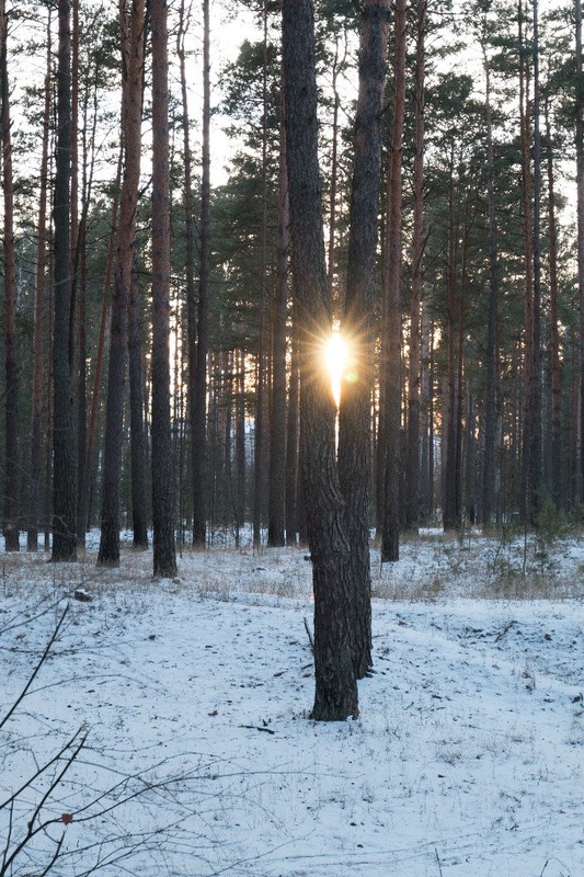 Солнце в лесу