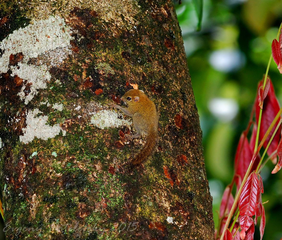 Эндемик Борнео - Plain Pygmy Squirrel