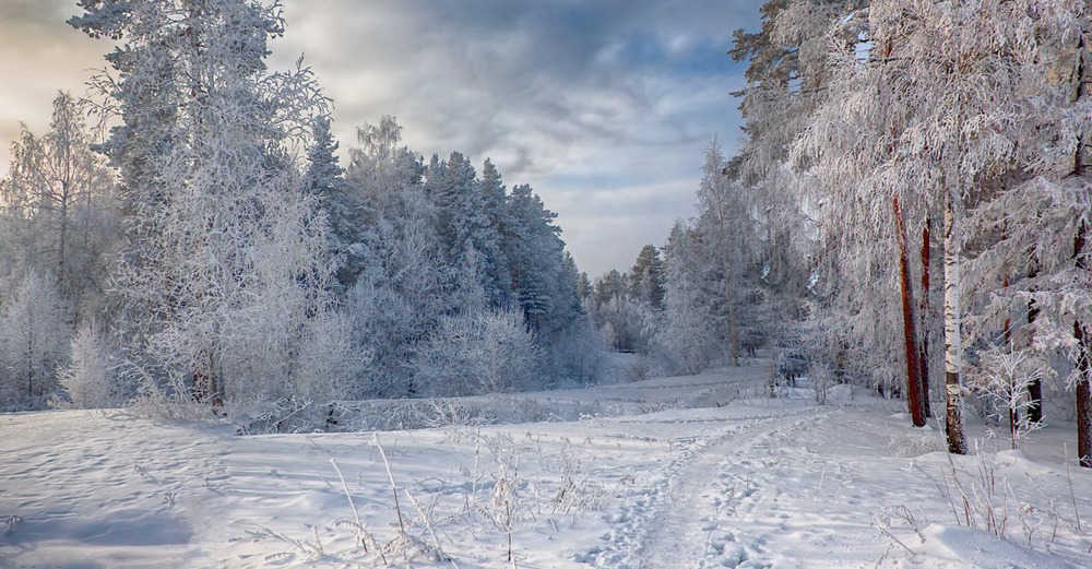 Замороженный лес