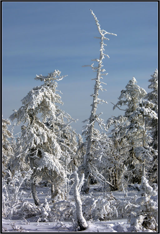 Замороженный лес