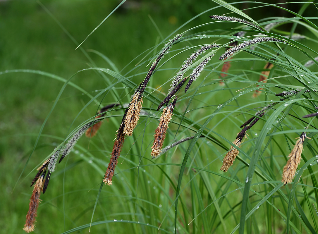 Carex acuta семейство Cyperaceae - Осока острая