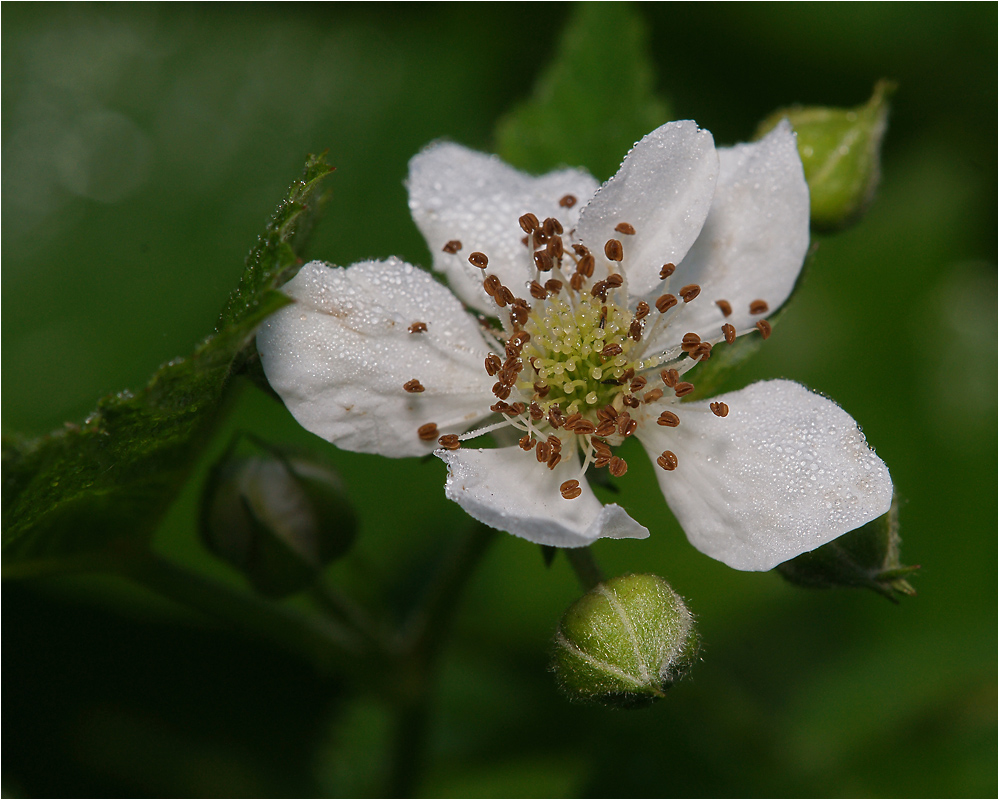 Rubus caesius - Ежевика сизая.