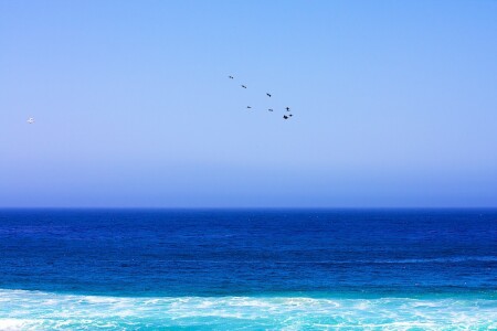 Bird Blues