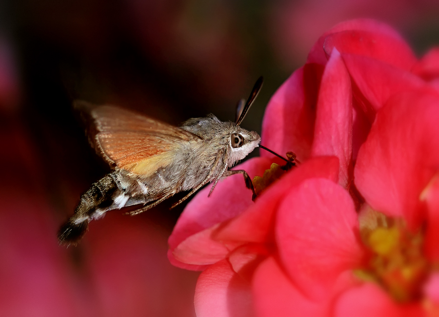 Macroglossum stellatarum