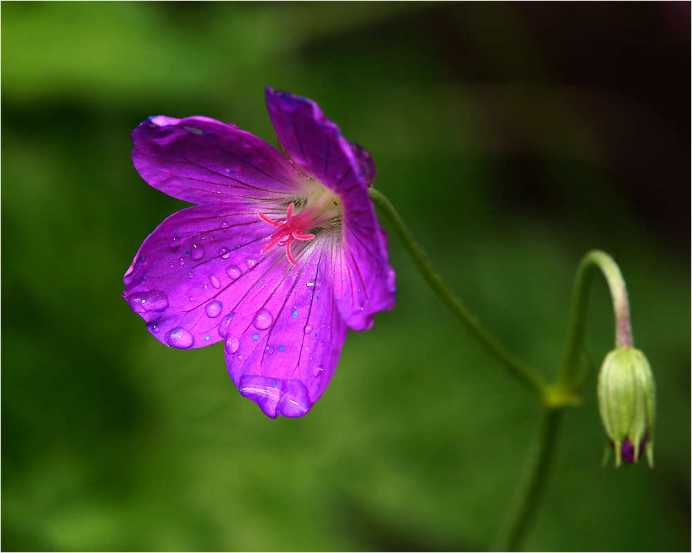 Geranium palustre - Герань болотная