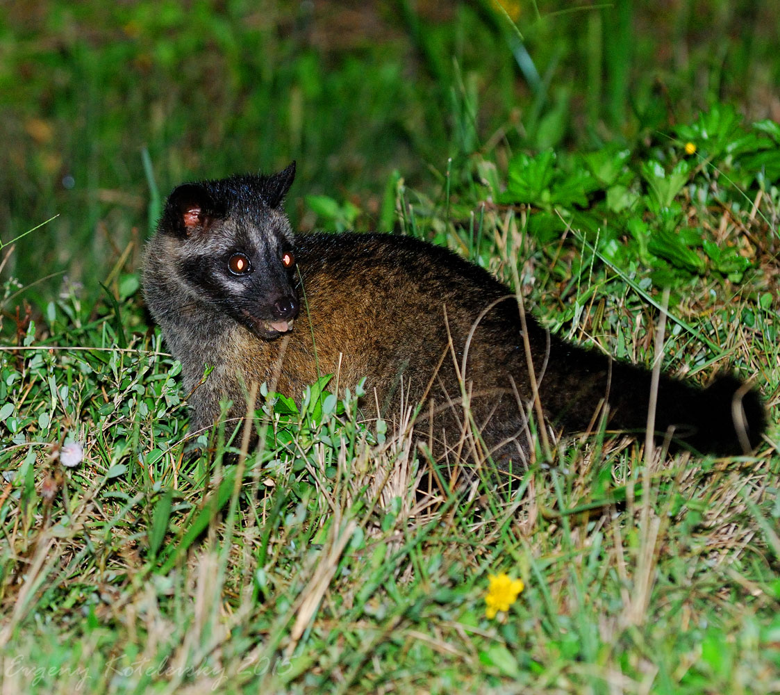 Asian Palm Civet