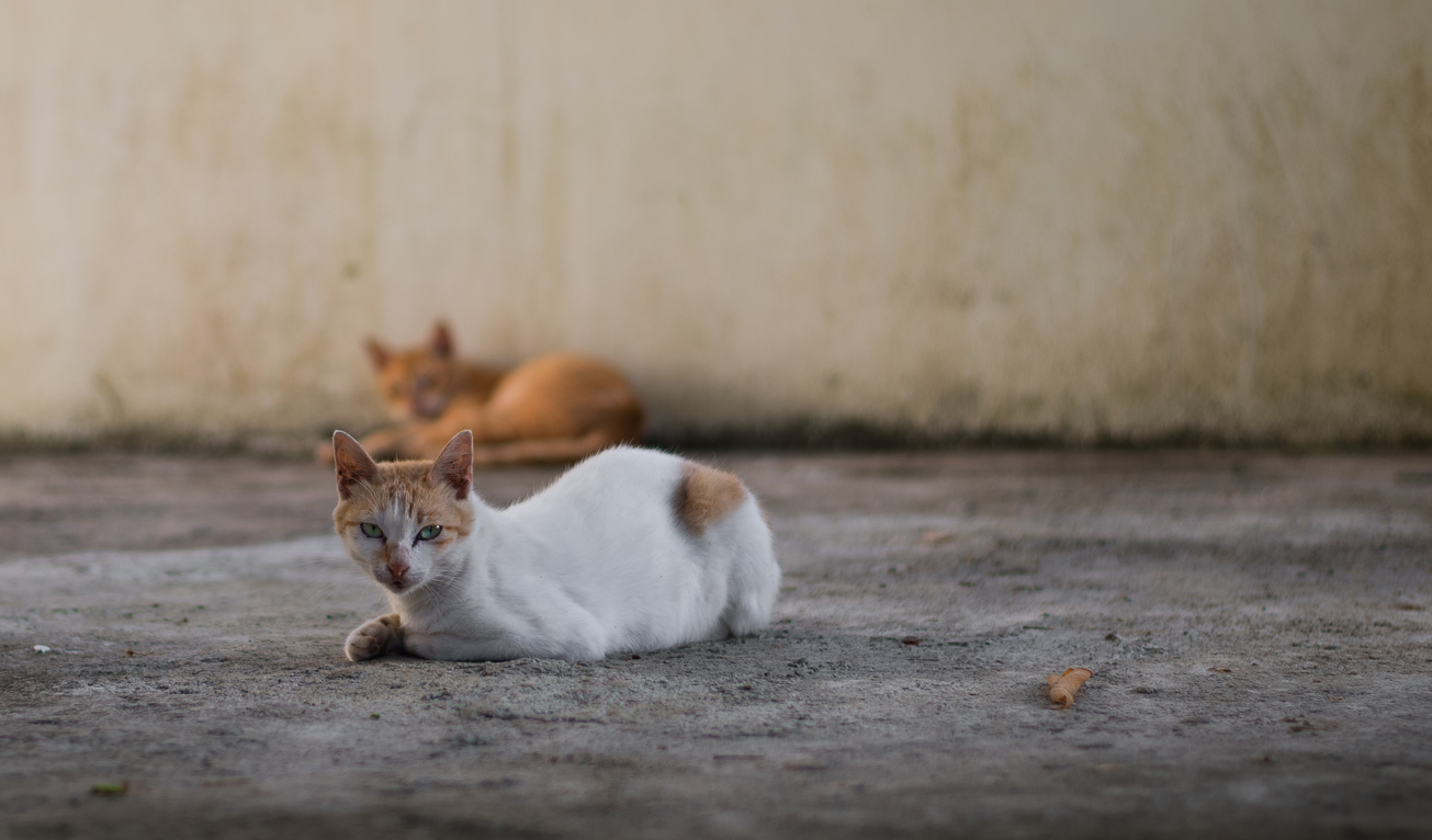 Кошки