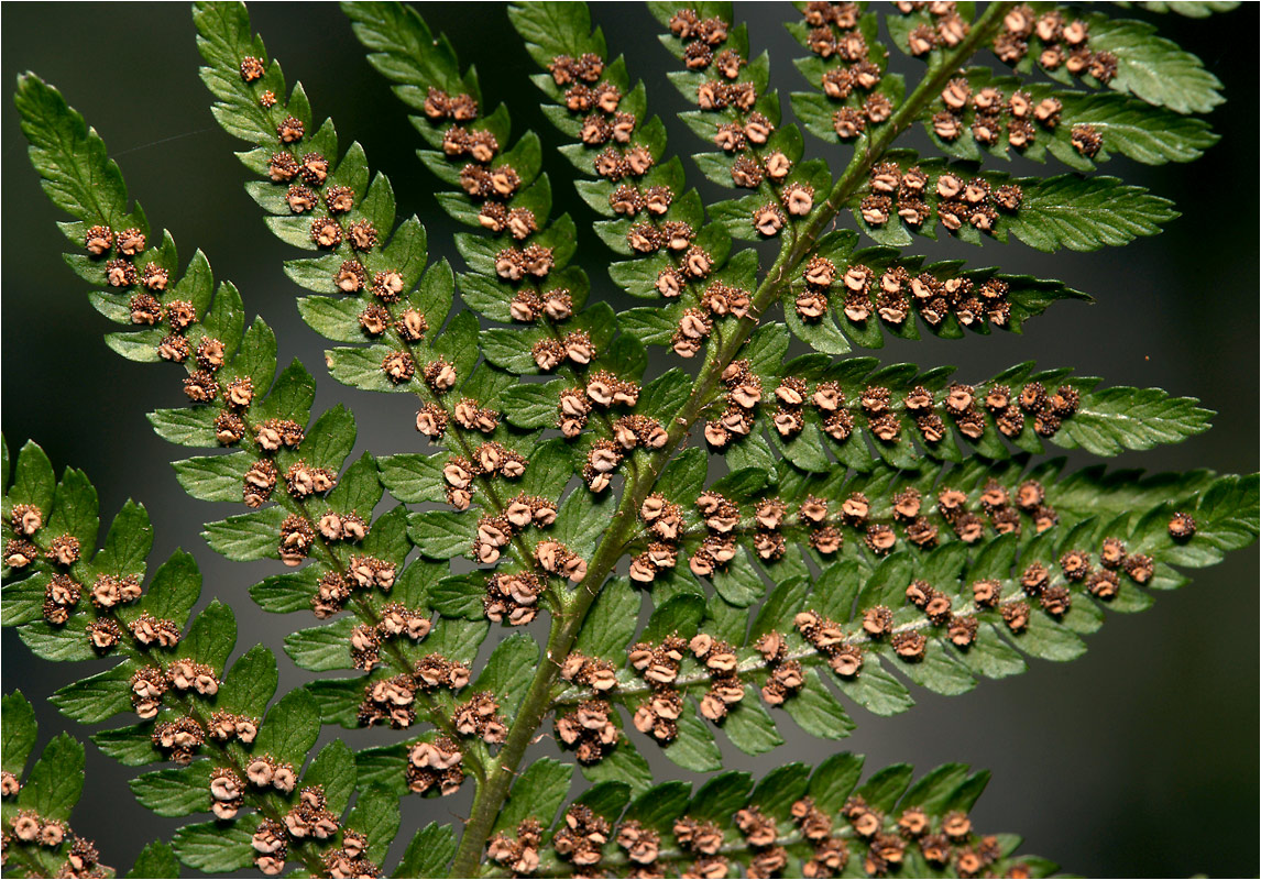 Dryopteris filix-mas - Щитовник мужской