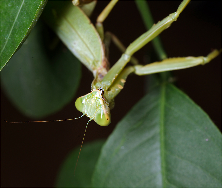 Hierodula patellifera - Богомол.