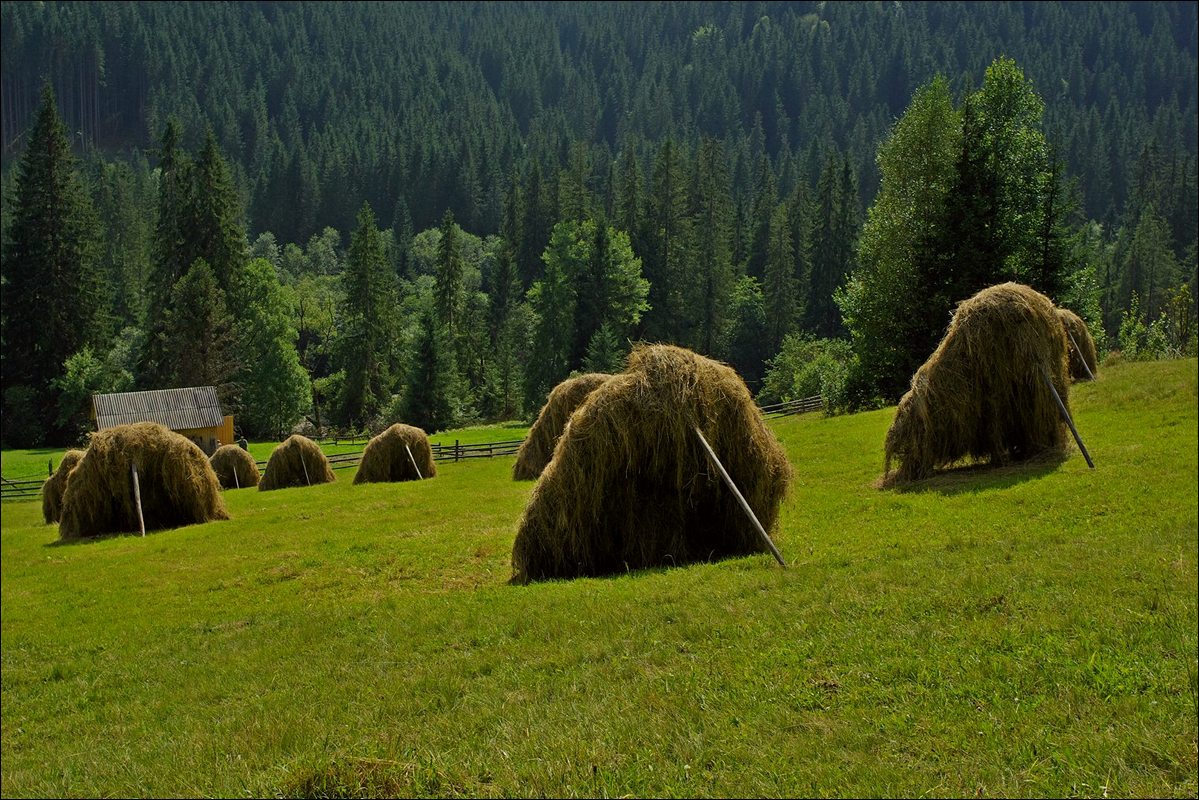 Август в Карпатах