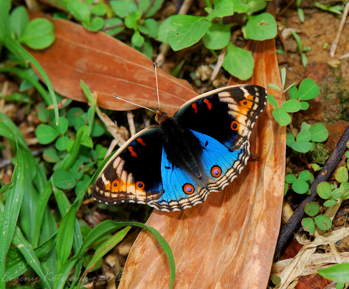 Blue Pansy