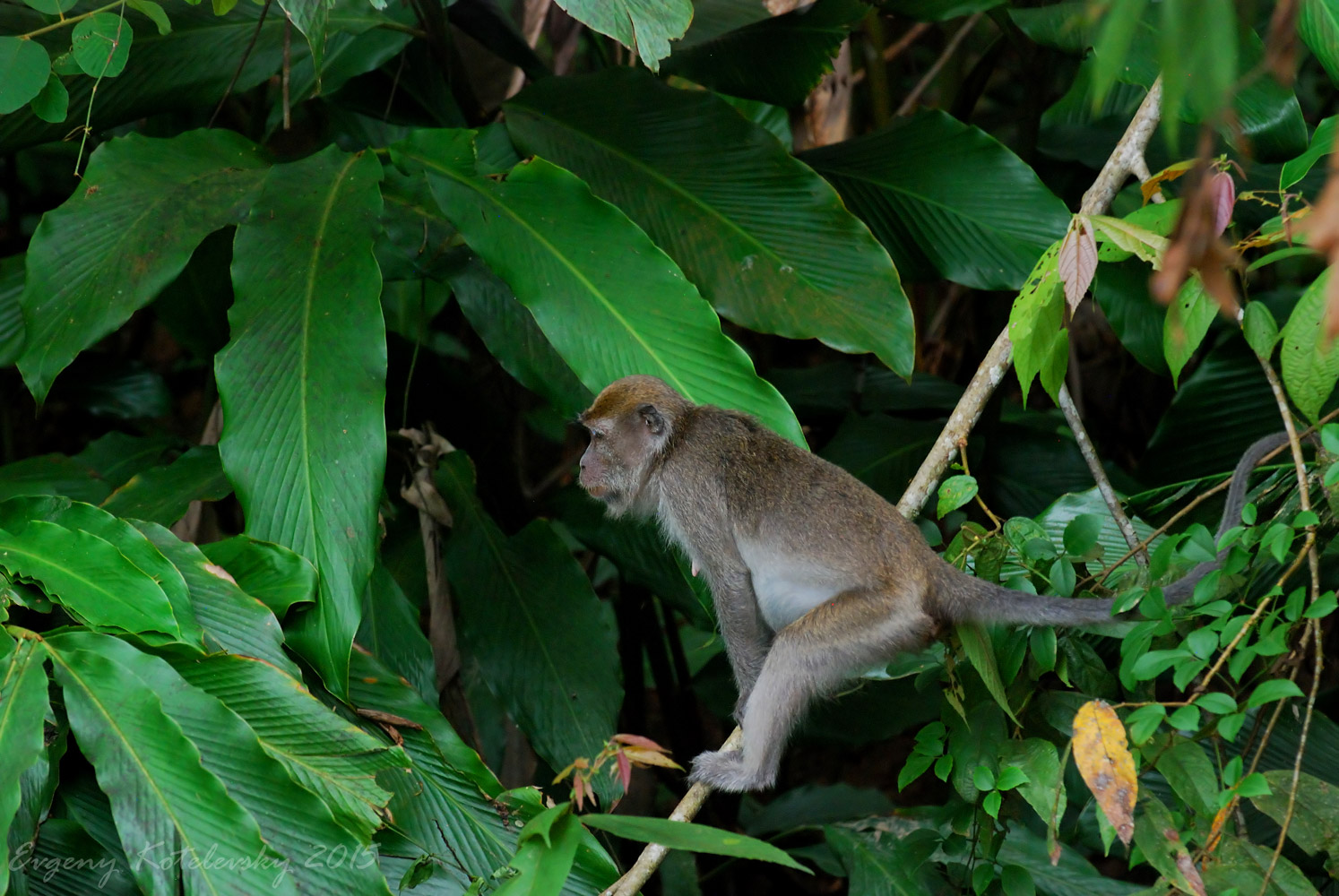 Long-tailed Macaque