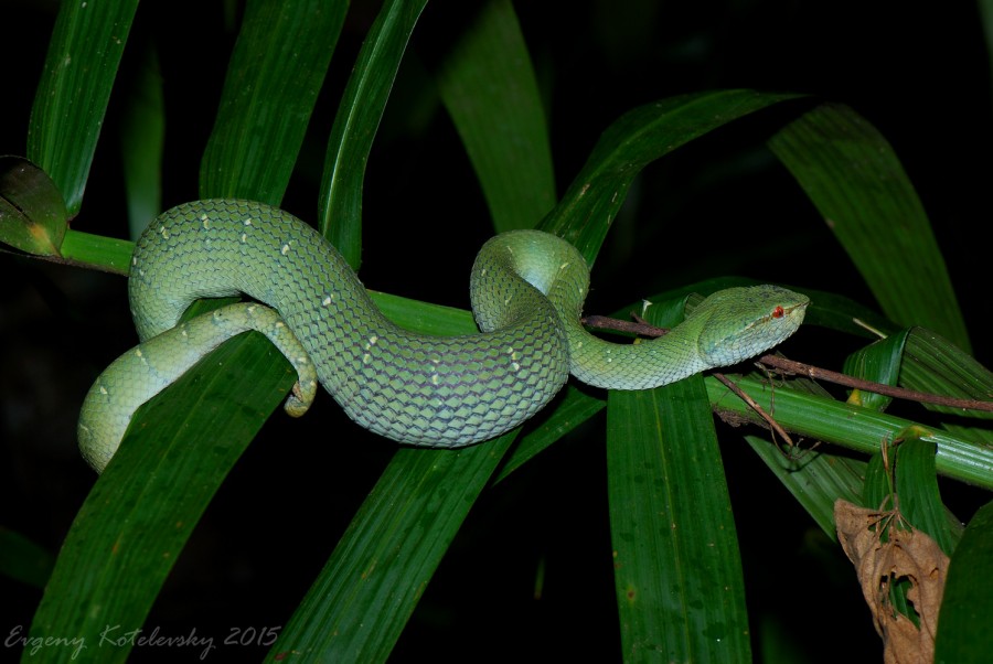 Bornean Keeled Green Pit Viper