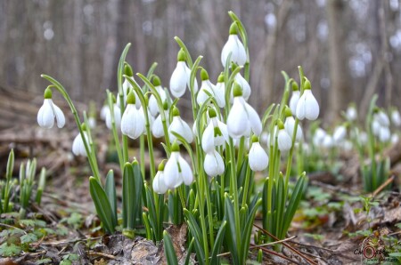 Подснежники в Крыму