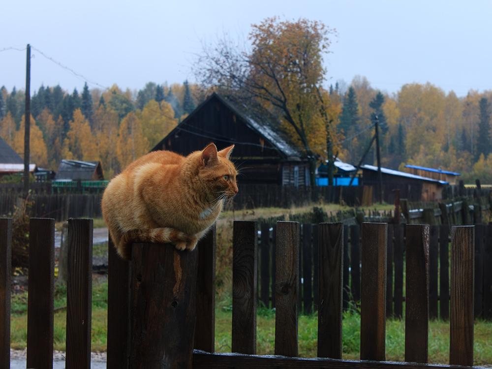 Осень золотая