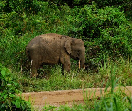 Borneo Pygmy Elephant
