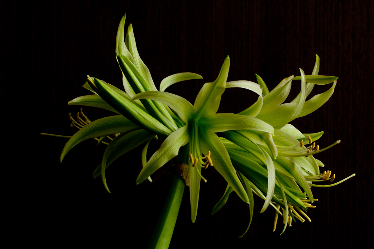 &quot;Evergreen&quot; AMARYLLIS