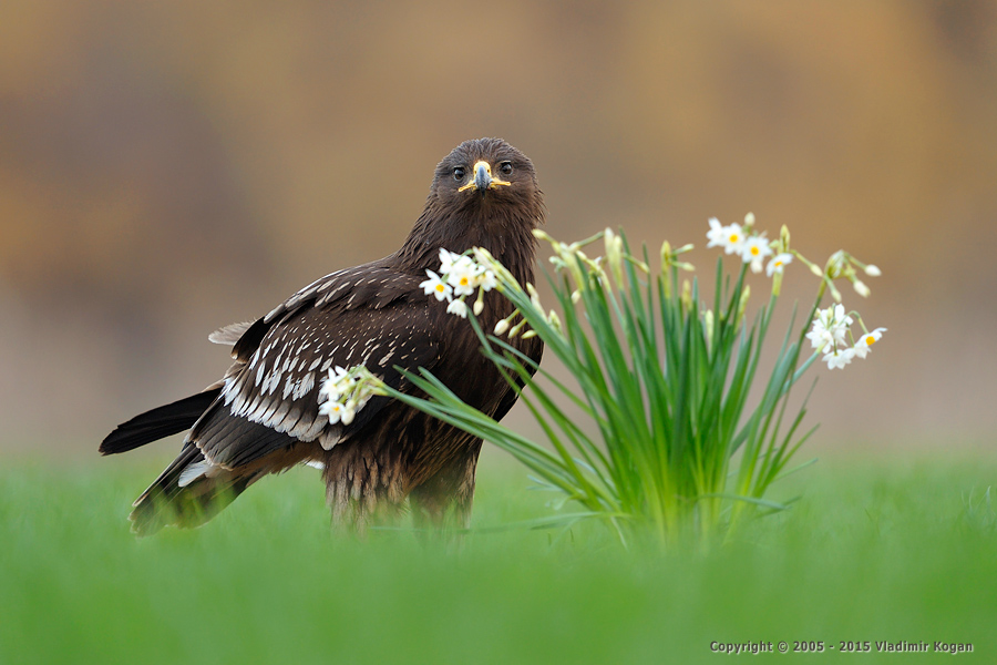 Greater Spotted Eagle