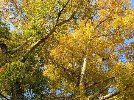 Золотые тополя.