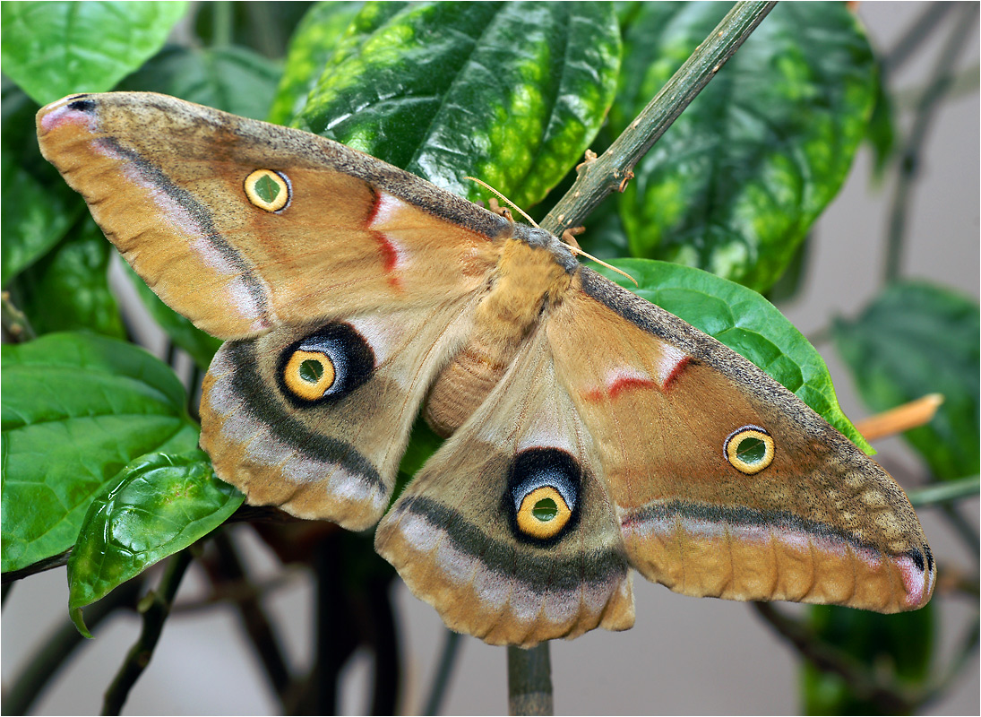 Antherea polyphemus - Павлиноглазка полифем.