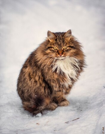 "февральский кот"