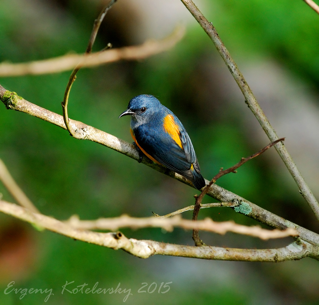 Orange-bellied Flowerpecker