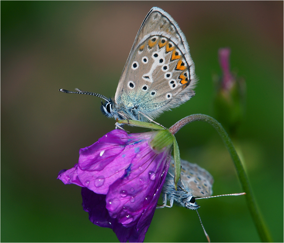 Aricia eumedon - Голубянка эвмед.