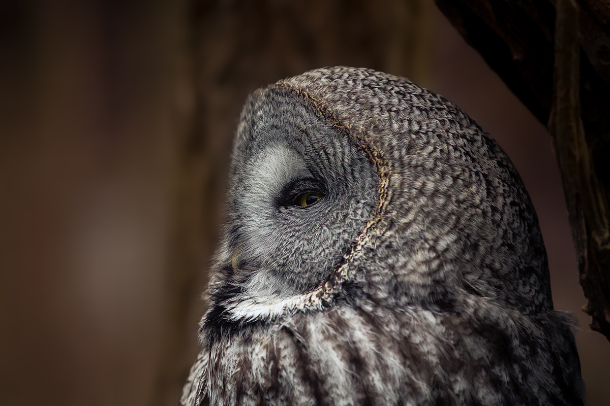 Бородатая неясыть (Strix nebulosa)