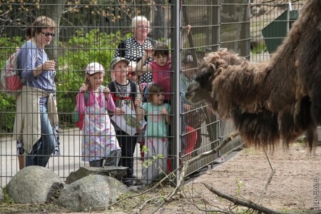 Людской &amp;quot;зоопарк&amp;quot; глазами ламы