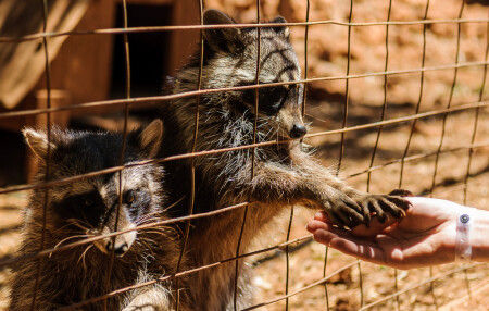 Барсуки - попрошайки