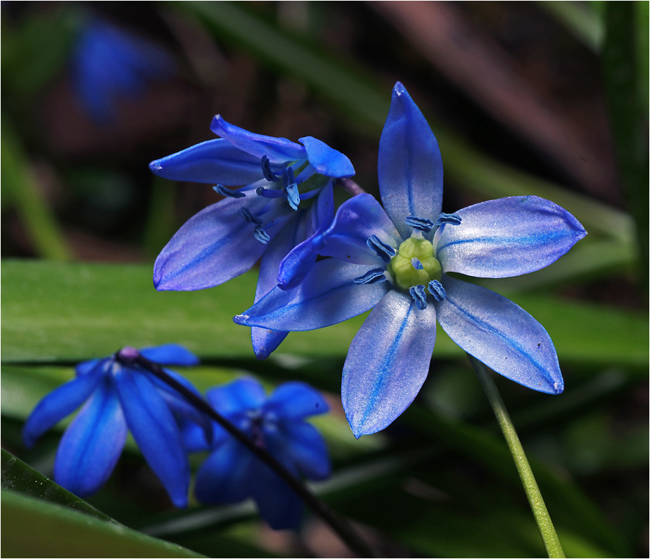 Scilla siberica - Пролеска сибирская