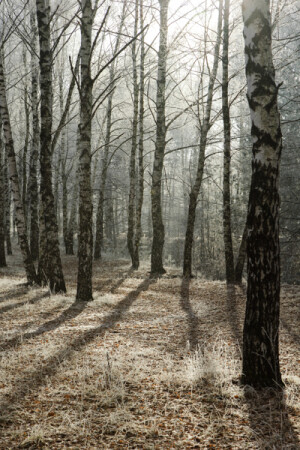 Снежный дождь