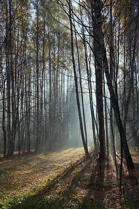 Осенний лес, на рассвете