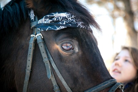 &amp;quot;Автопортрет фотографа в глазу у лошади&amp;quot;