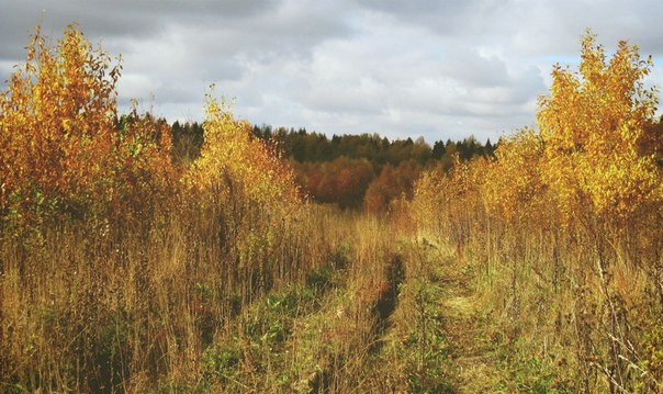 Золотая осень