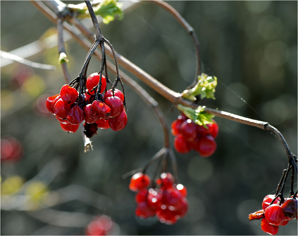 Viburnum opulus - Калина обыкновенная