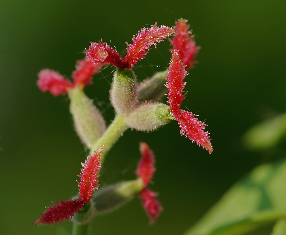 Juglans mandshurica - Маньчжурский орех.