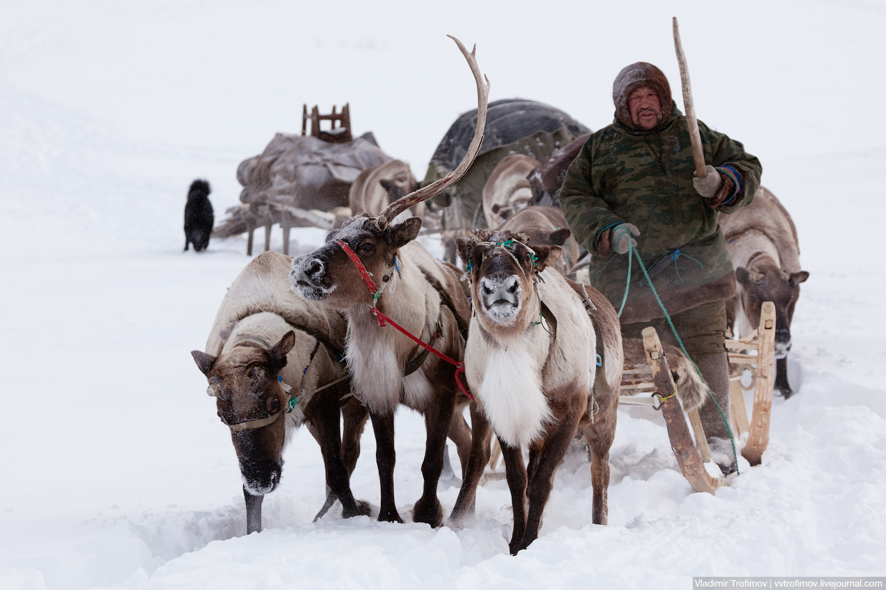 На новое стойбище