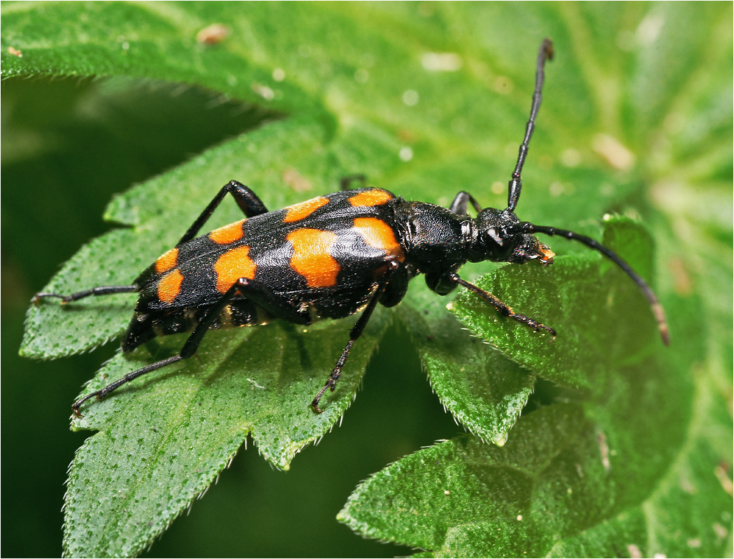 Leptura quadrifasciata - Лептура четырёхполосая