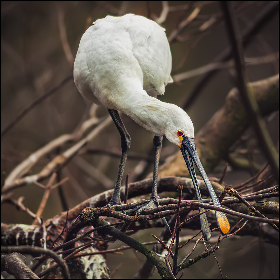 Колпица (Platalea leucorodia)